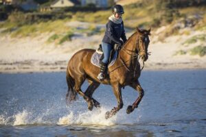 Bilden visar en person som rider på en häst. Ridutrustning och hästutrustning hittar du nu enkelt online både för ridsport och hästsport i stort.